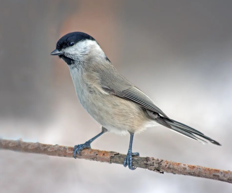 Птицы курганской области фото Синица гаичка Parus montanus 2 - Северные Земли Фотосайт Дальнего Востока и Сиби