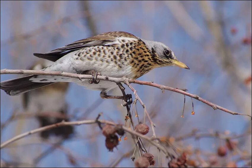 Black-throated Thrush (Turdus atrogularis). Birds of Siberia.