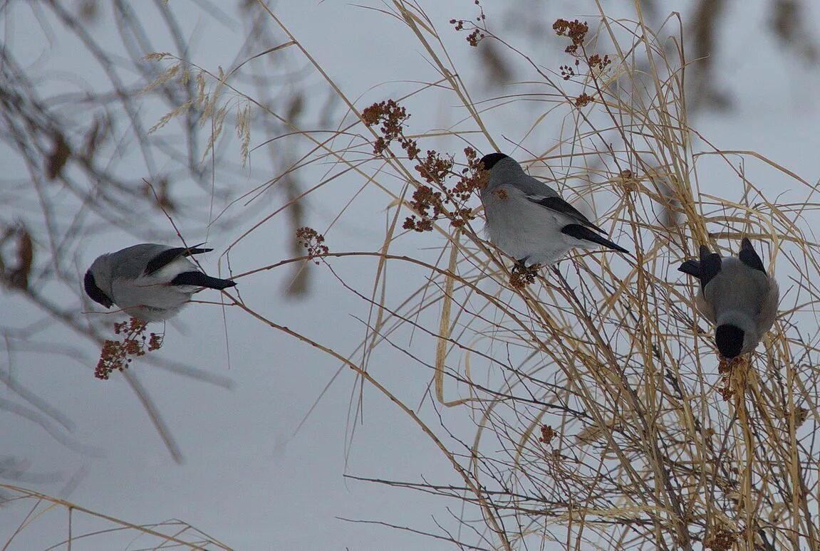 Птицы курганской области фото с названиями Baikal Bullfinch (Pyrrhula cineracea). Birds of Siberia.