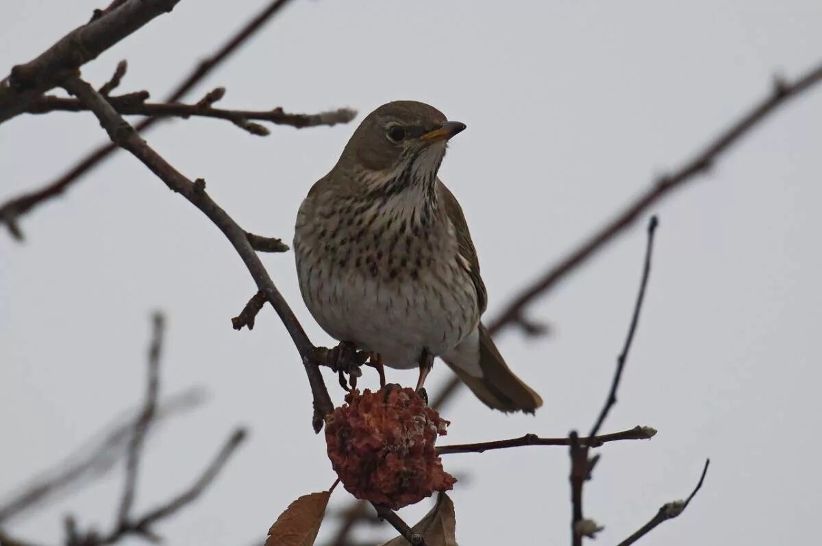 Птицы курганской области фото с названиями Black-throated Thrush (Turdus atrogularis). Birds of Siberia.