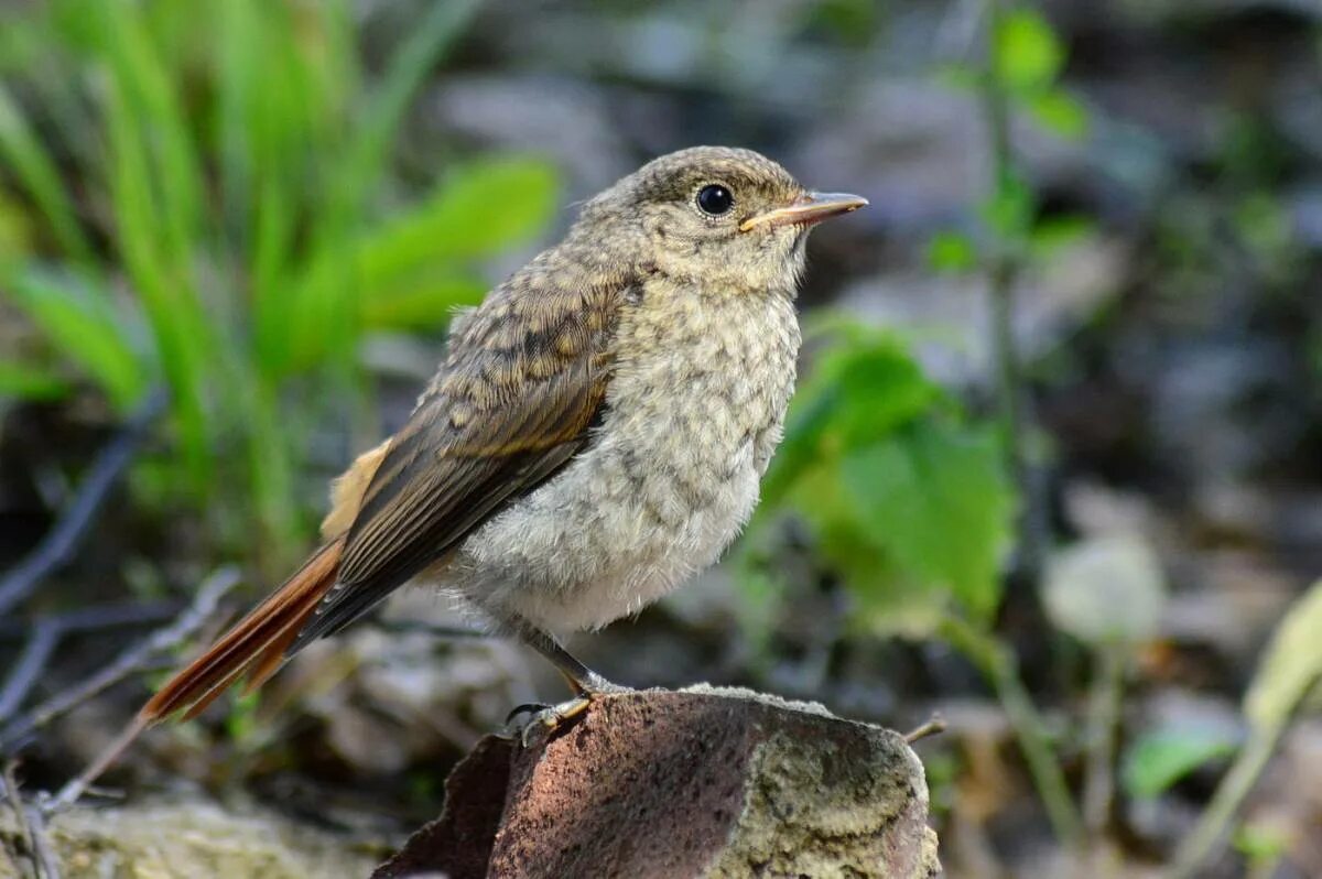 Птицы курганской области фото с названиями Eurasian Redstart (Phoenicurus phoenicurus). Birds of Siberia.