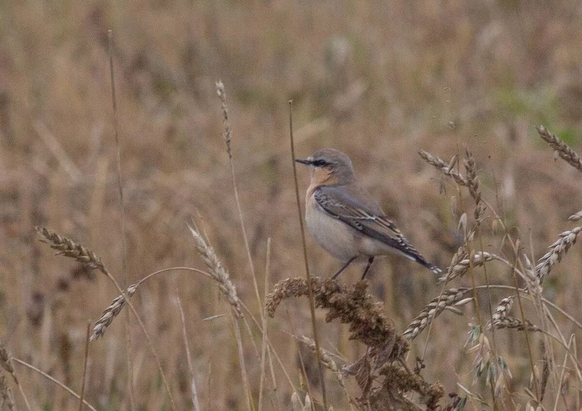 Птицы курганской области фото с названиями Northern Wheatear (Oenanthe oenanthe). Birds of Siberia.