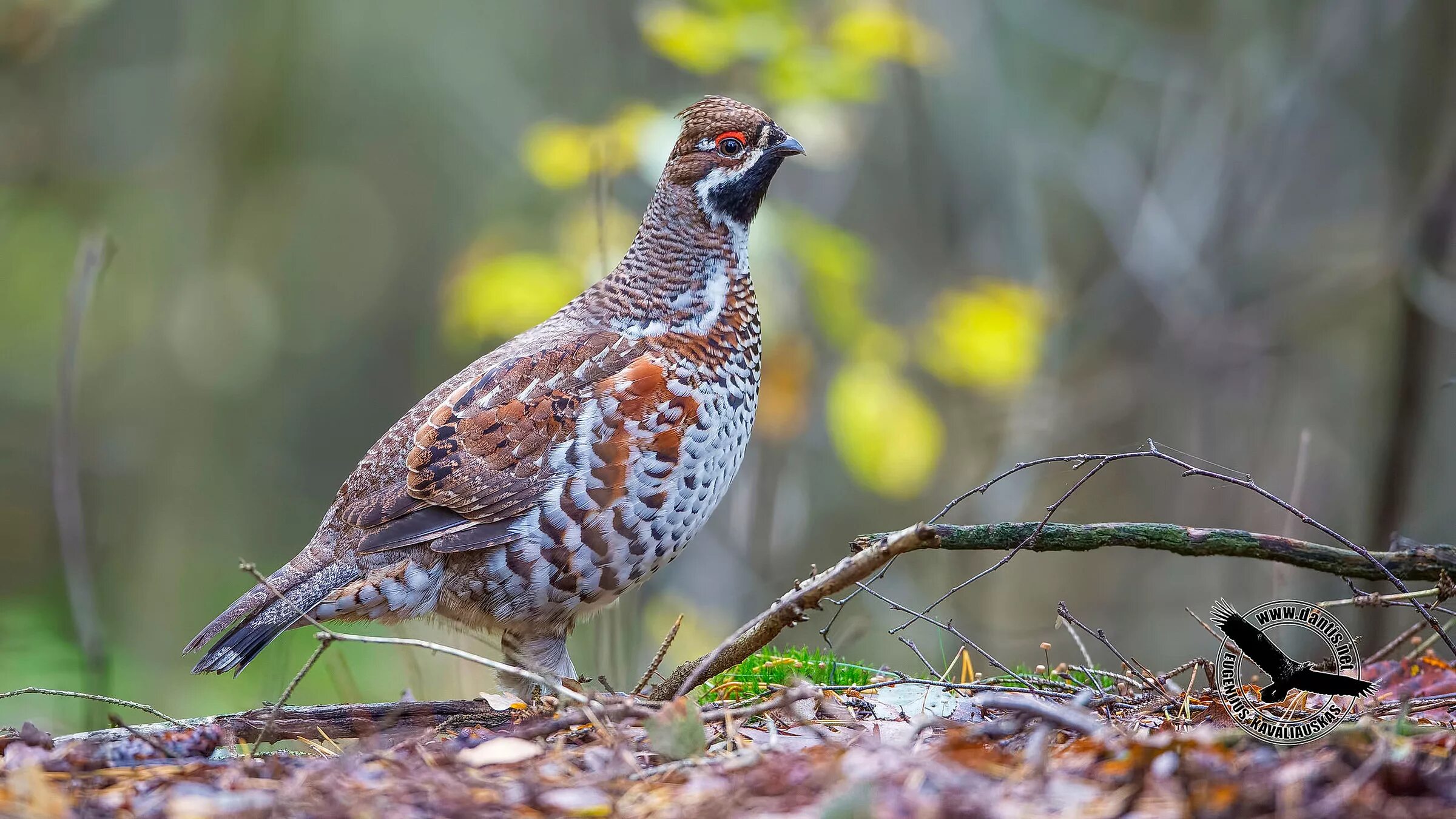 Птицы куропатки фото крупным Hazel Grouse (Bonasa bonasia) JuzaPhoto