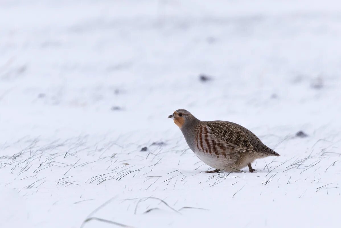 Птицы куропатки фото крупным Grey Partridge (Perdix perdix). Birds of Siberia.