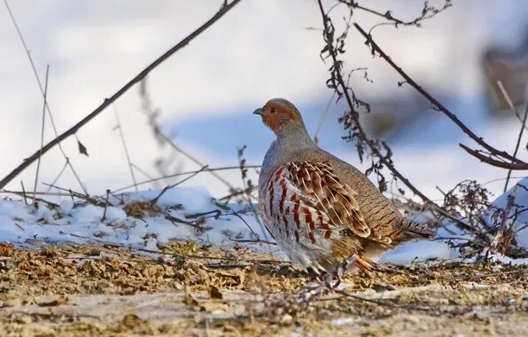 Птицы куропатки фото крупным Wallpaper winter, birds, background, partridge for mobile and desktop, section ж