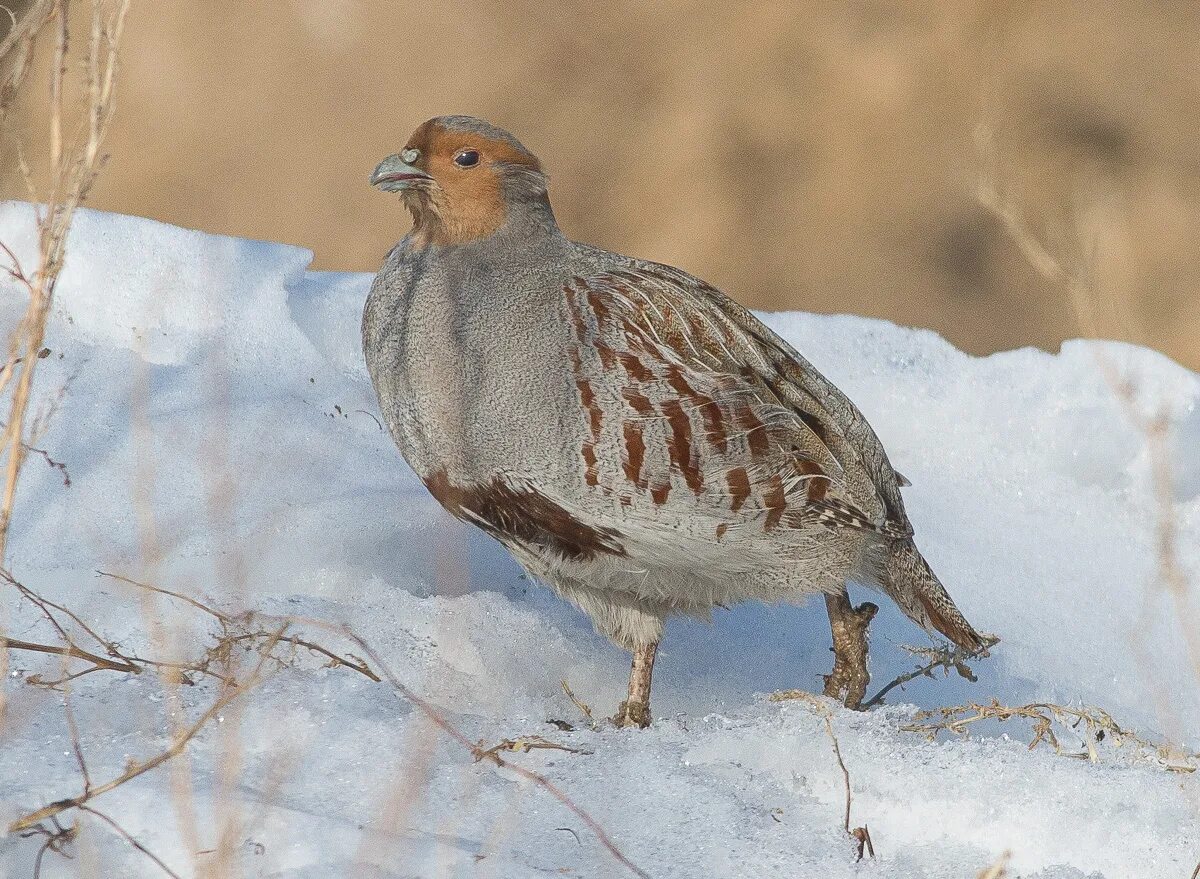 Птицы куропатки фото крупным Grey Partridge (Perdix perdix). Birds of Siberia.