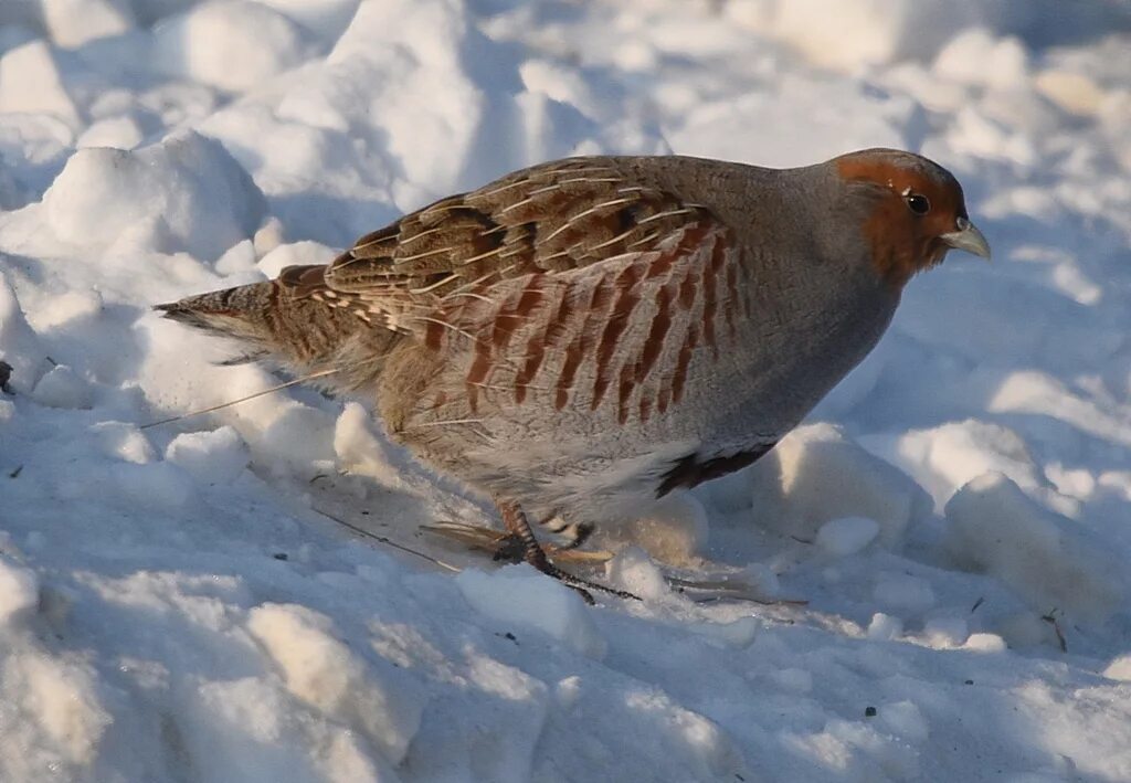 Птицы куропатки фото крупным Grey Partridge (Perdix perdix). Birds of Siberia.