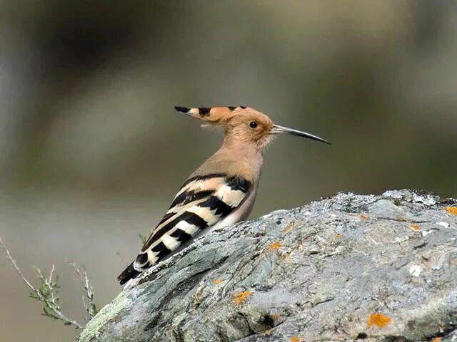 Птицы курска фото Hoopoe (Upupa epops). Photo Gallery.Birds of Siberia.