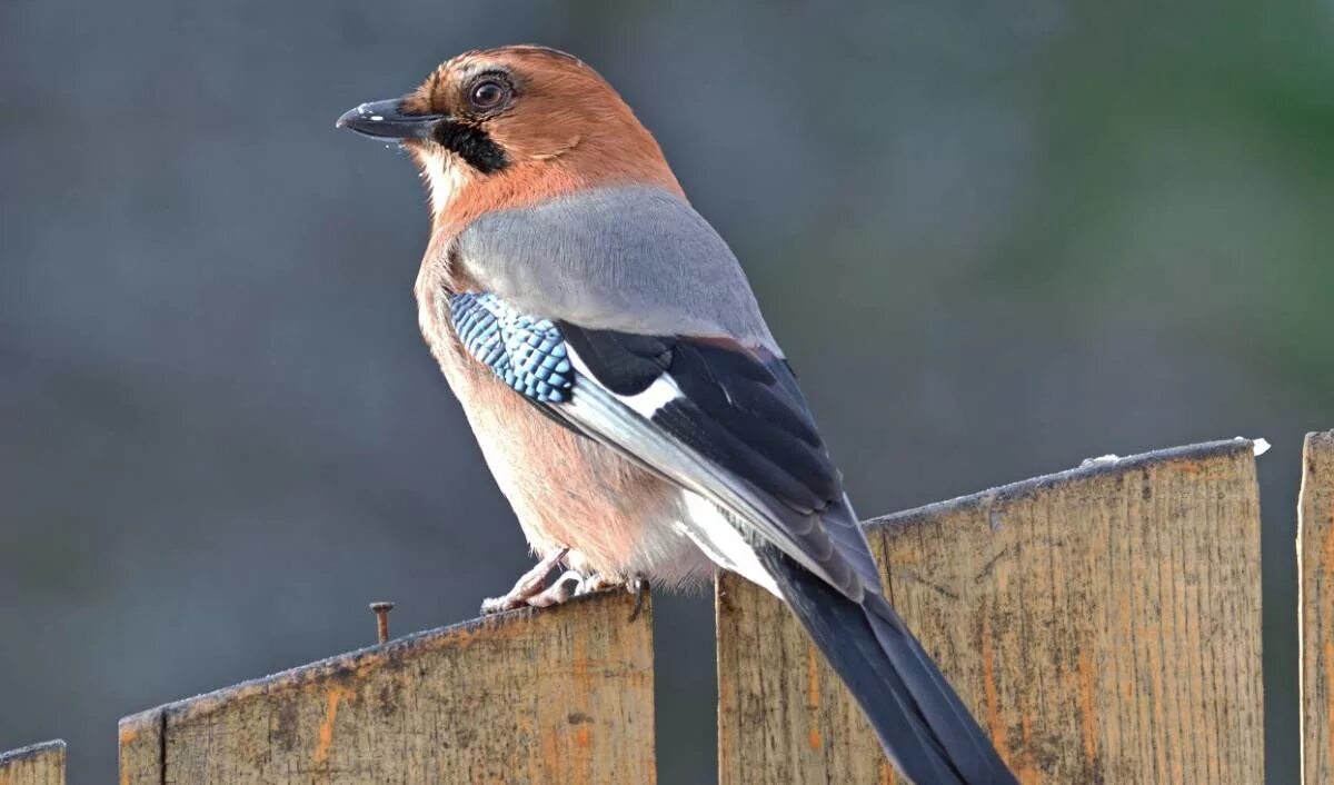 Птицы курской области фото и название Eurasian Jay (Garrulus glandarius). Birds of Siberia.