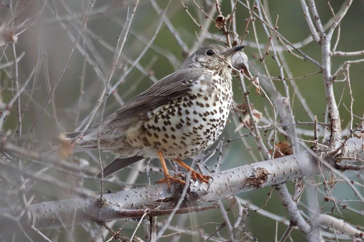 Птицы курской области фото и название Mistle Thrush (Turdus viscivorus). Birds of Siberia.