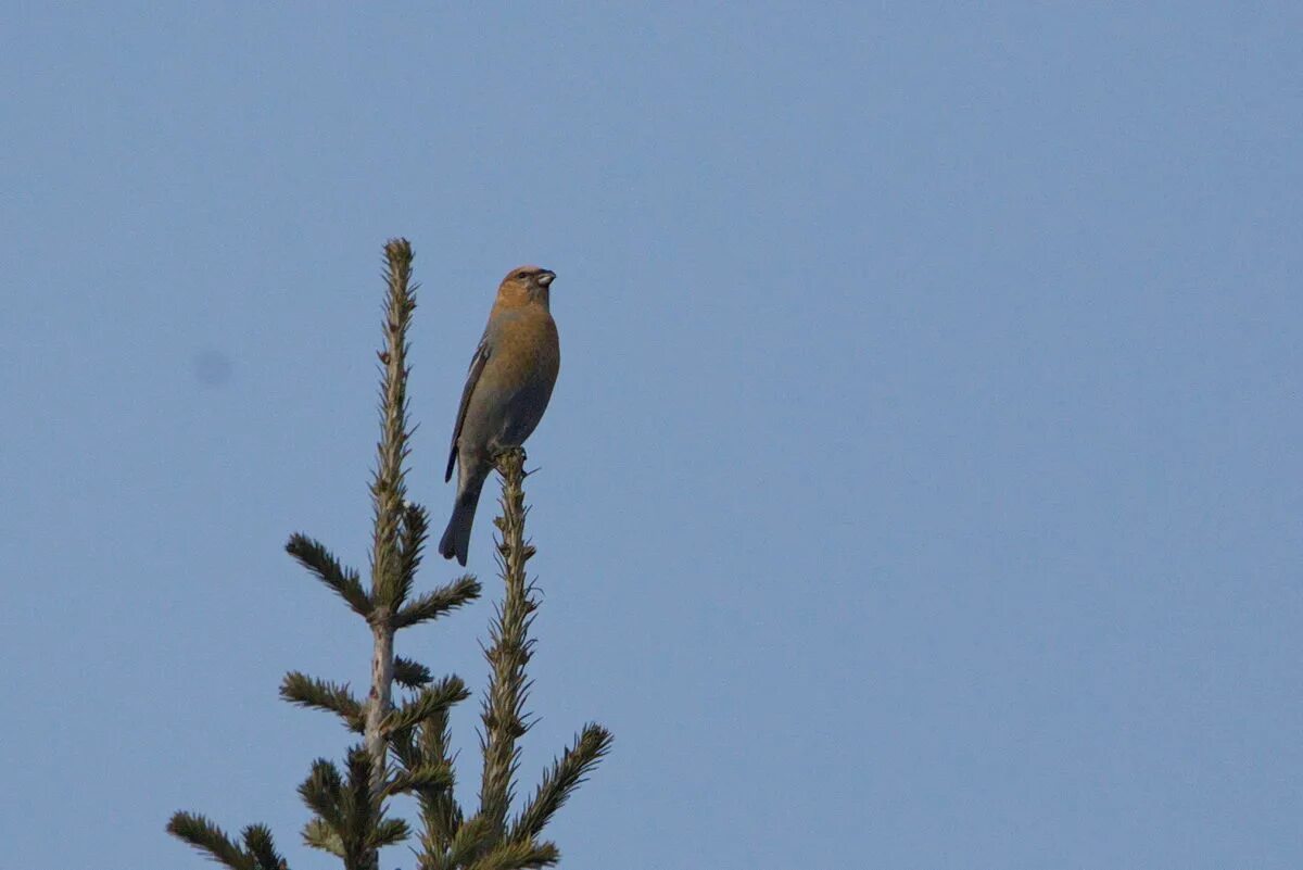 Птицы кузбасса фото Pine Grosbeak (Pinicola enucleator). Birds of Siberia.