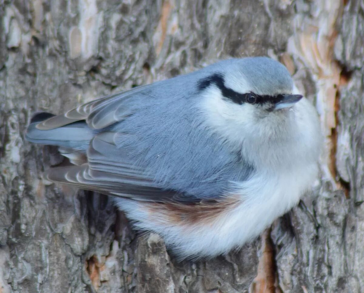 Птицы кузбасса фото Eurasian Nuthatch (Sitta europaea). Birds of Siberia.