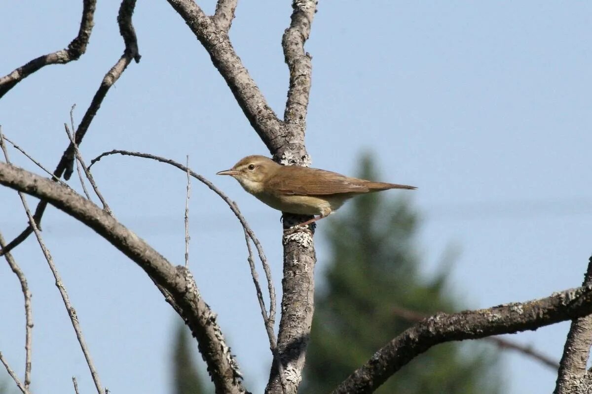 Птицы кузбасса фото Blyth's Reed Warbler (Acrocephalus dumetorum). Birds of Siberia.