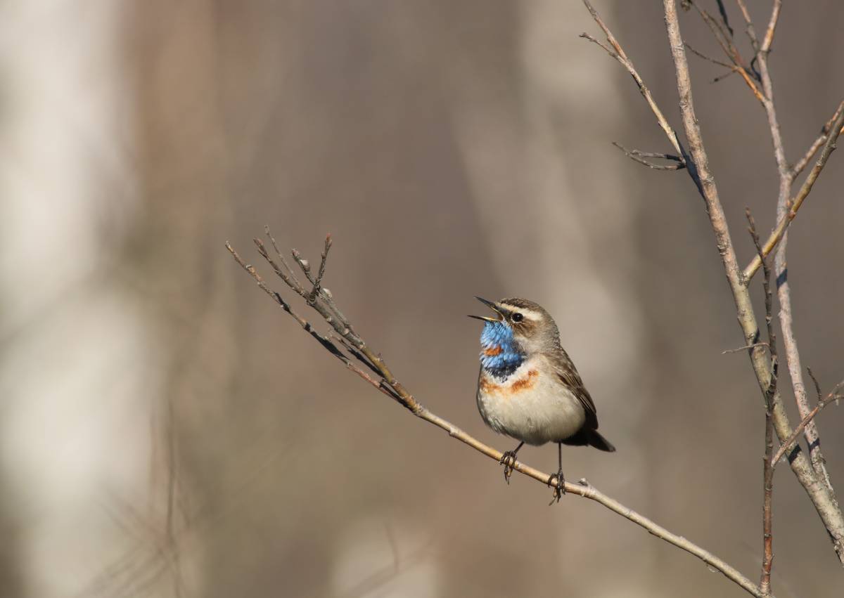 Птицы кузбасса фото Bluethroat (Luscinia svecica). Birds of Siberia.