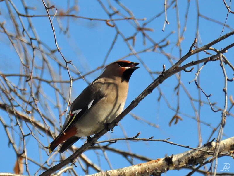 Птицы кузбасса фото с названиями Bohemian Waxwing (Bombycilla garrulus). Birds of Siberia.