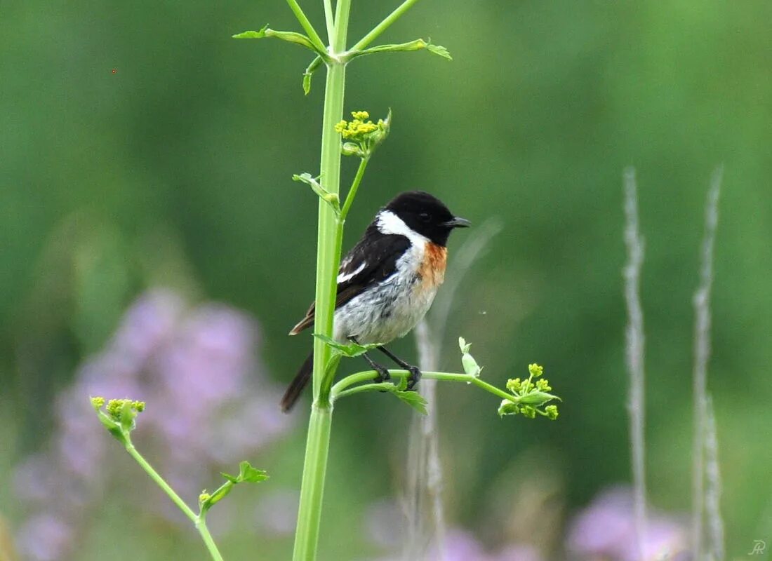 Птицы кузбасса фото с названиями Common Stonechat (Saxicola torquata). Birds of Siberia.