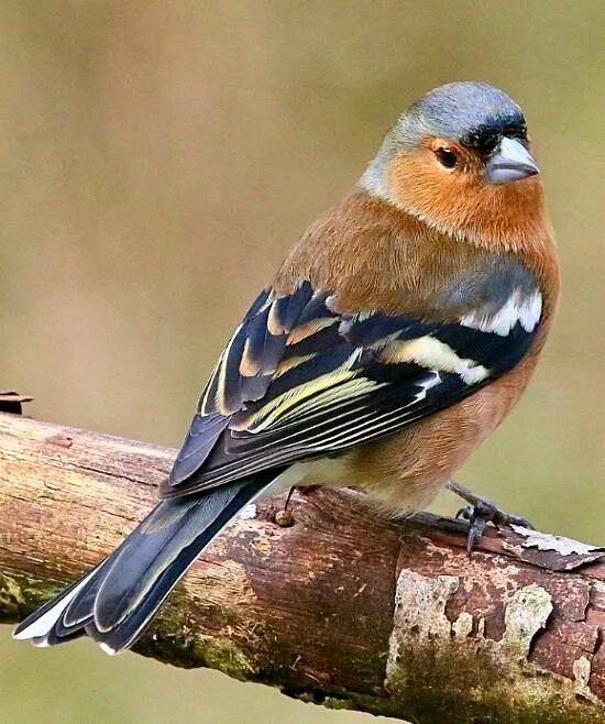 Птицы ленинградской области фото Pin by Alexander on Chaffinches Chaffinch, Pet birds, Colorful birds