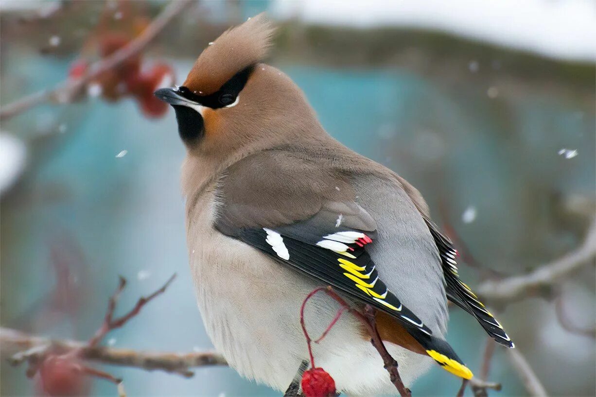 Птицы ленинградской области зимой фото и названия Свиристель (Bombycilla garrulus) Bird, Animals, Ornithology