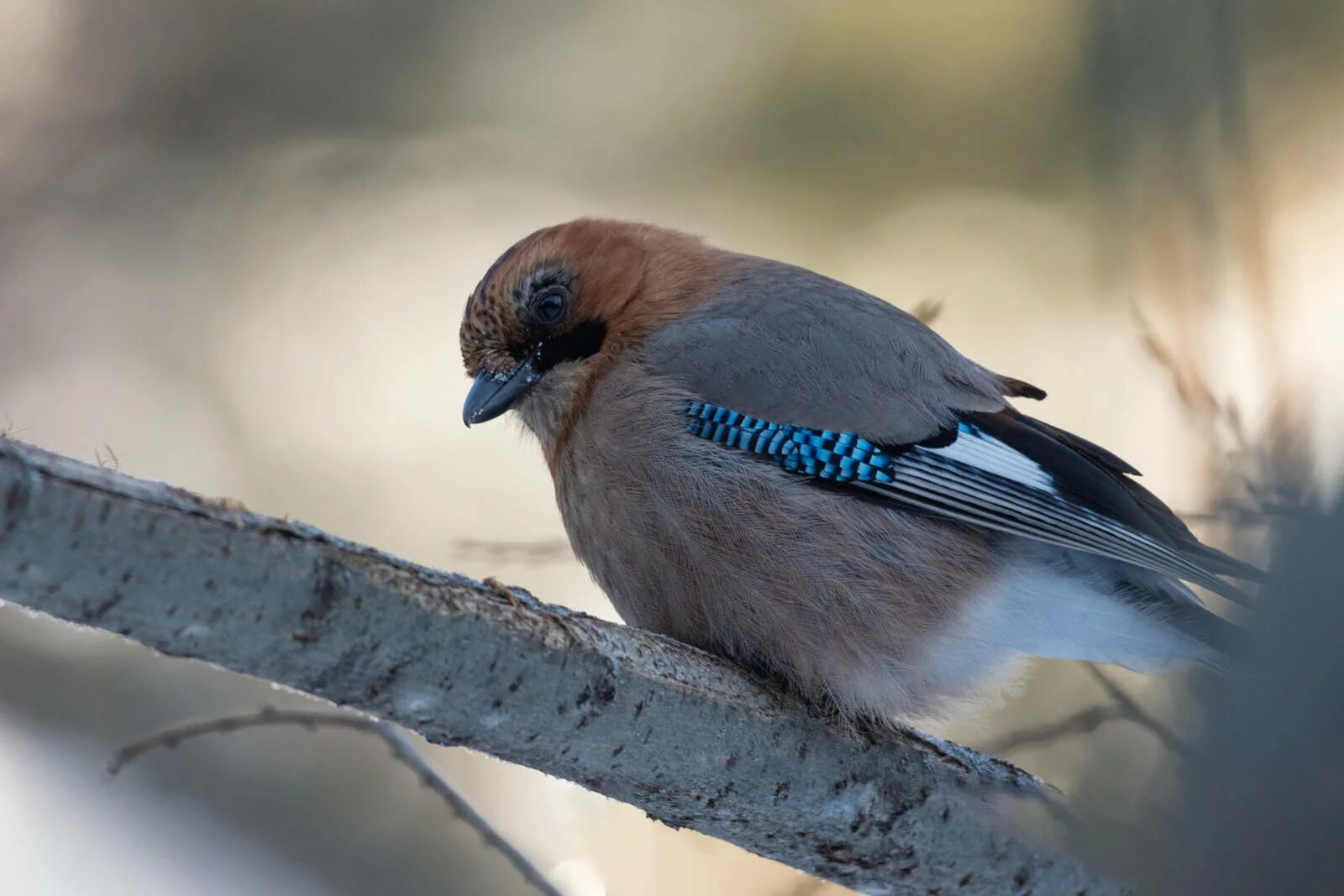 Птицы ленинградской области зимой фото и названия Eurasian Jay (Garrulus glandarius). Birds of Siberia.