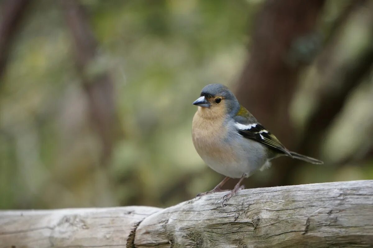 Птицы ленобласти фото Free Images : chaffinch, finch, songbird, coat, feather, feathers, plumage, livi