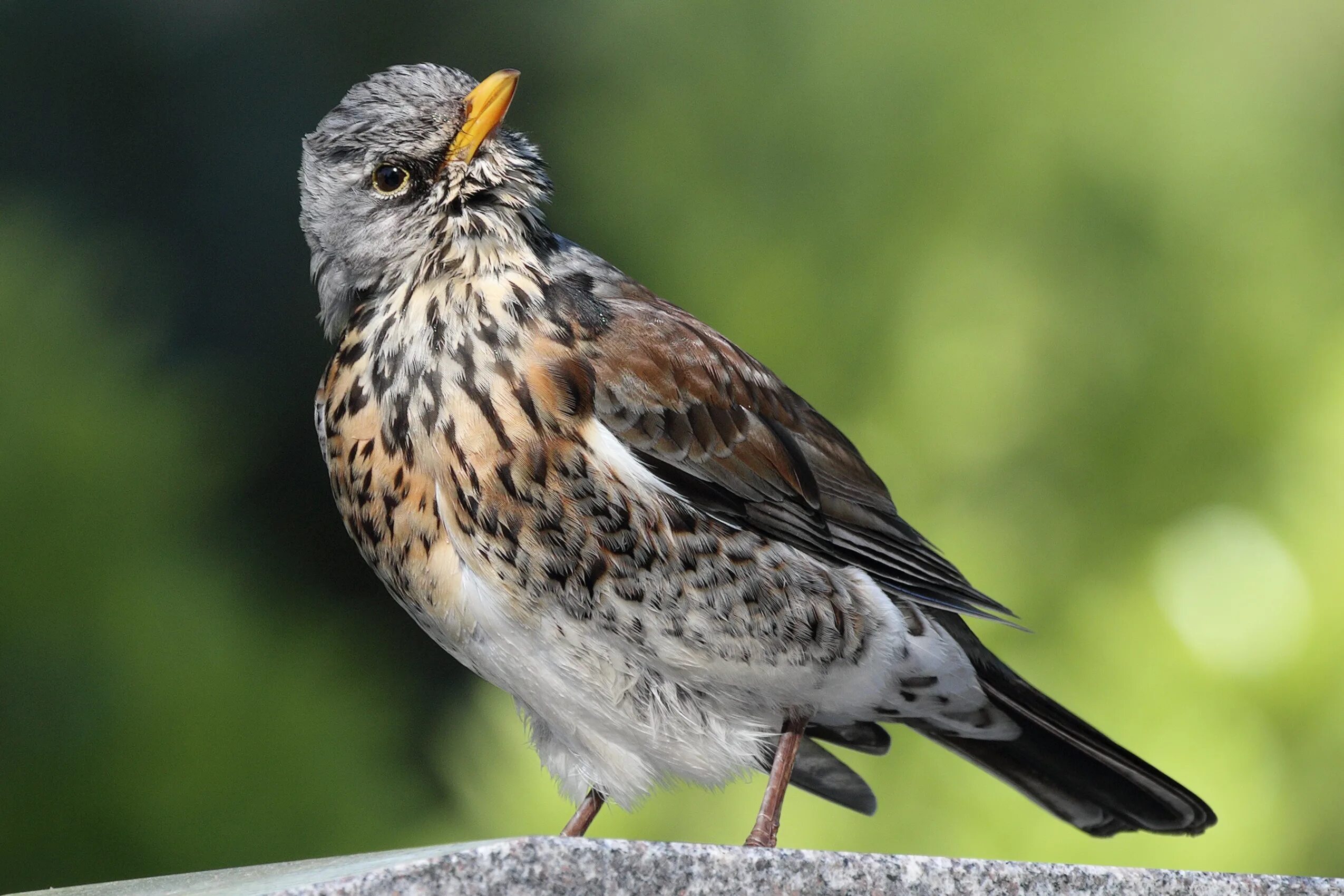 Птицы ленобласти фото с названиями File:Turdus pilaris (Germany,Eppelheim).jpg - Wikimedia Commons