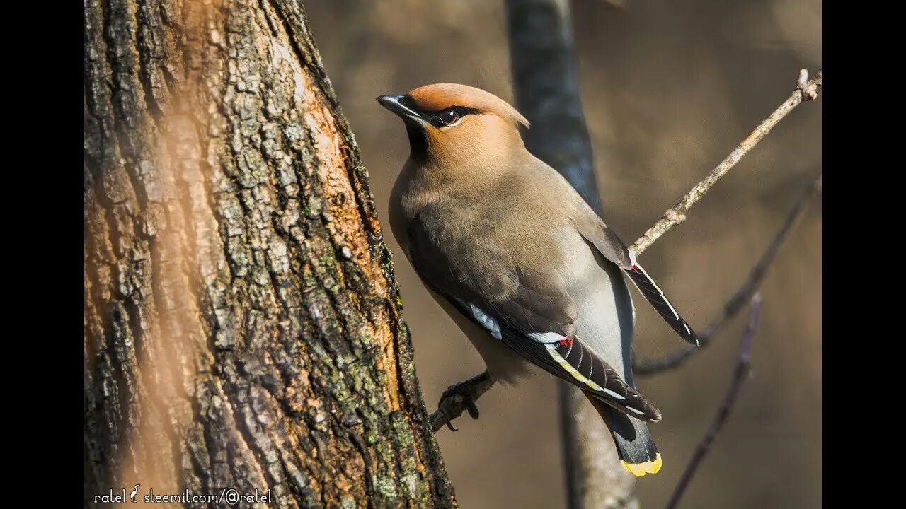 Птицы леса фото с названиями The Bohemian waxwing (Bombycilla garrulus) - YouTube