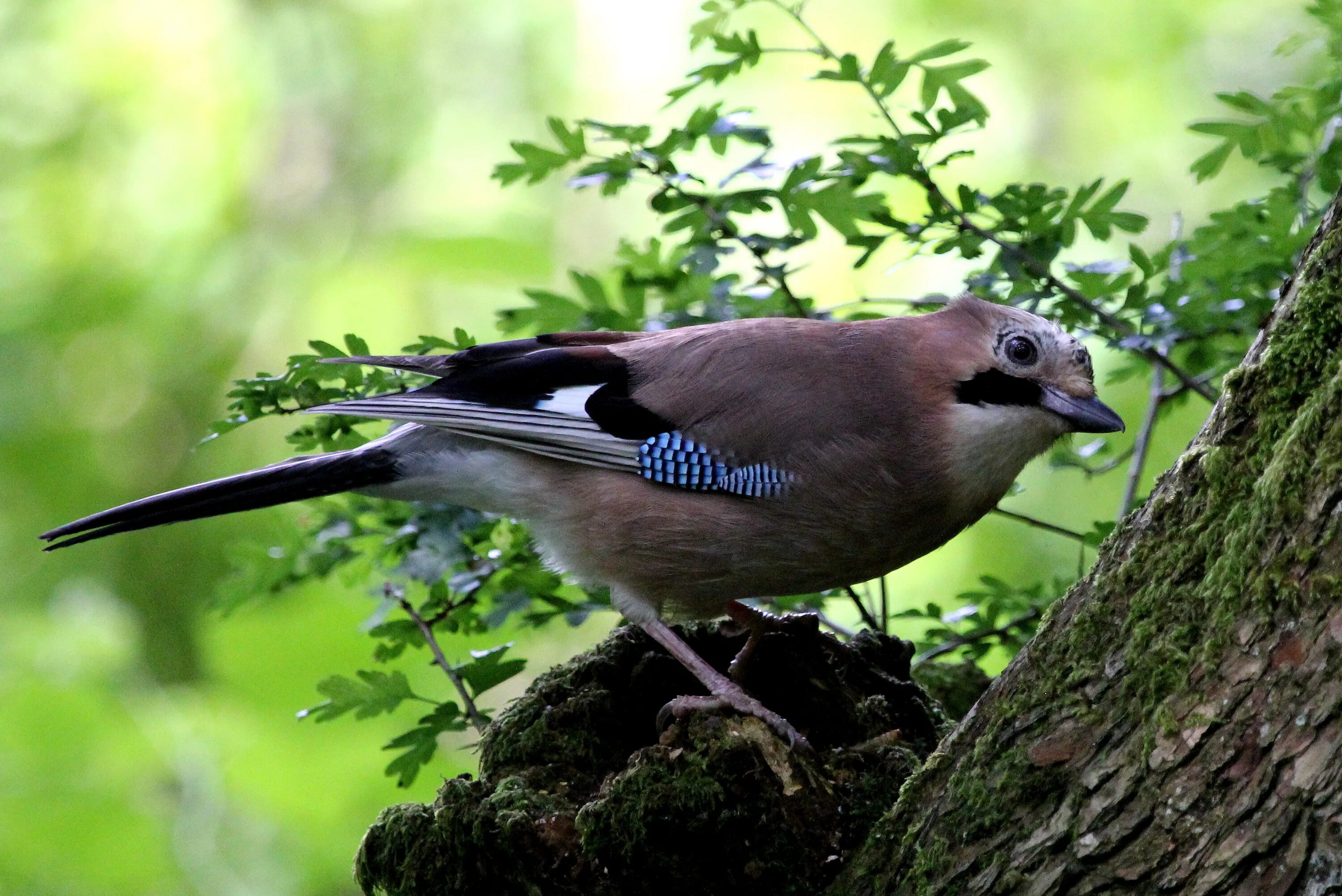 Птицы леса фото с названиями Free Images : nature, branch, wildlife, beak, fauna, blue jay, feathers, vertebr