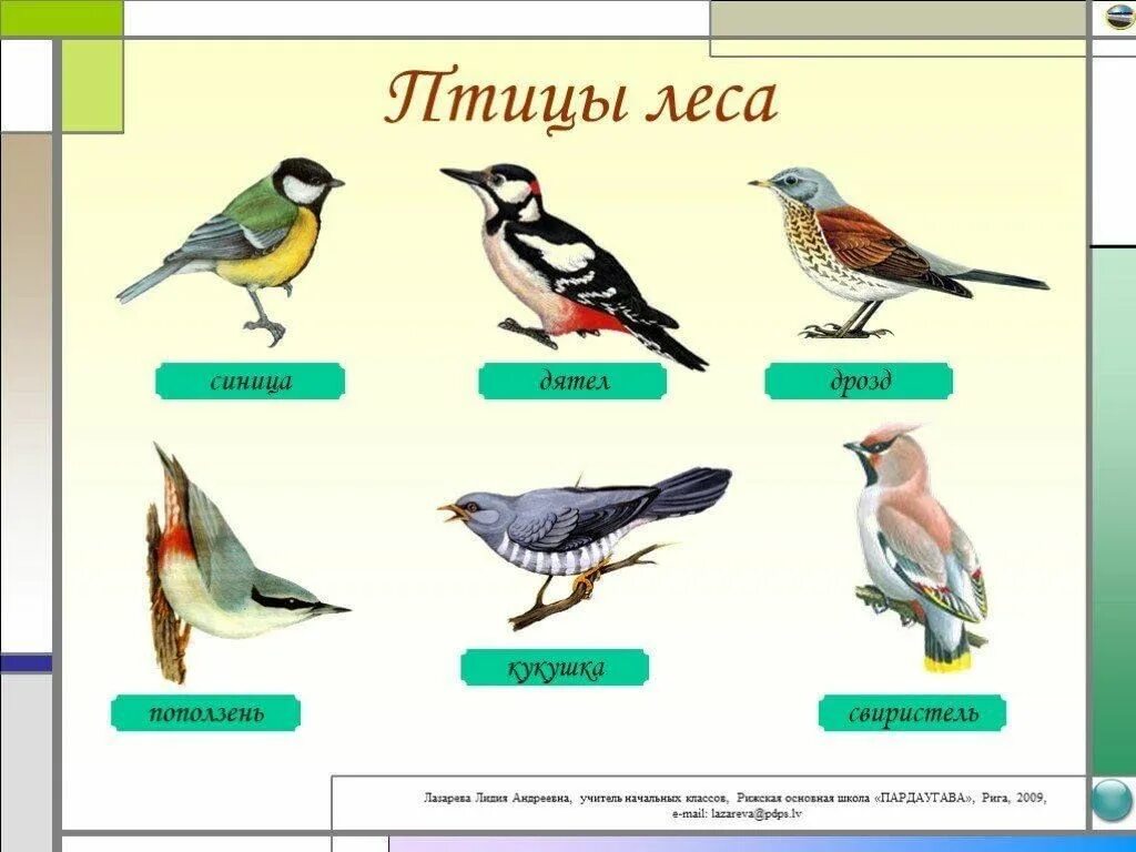 Птицы леса фото с названиями Беседа "Птицы в разные время года" 2023, Азнакаевский район - дата и место прове