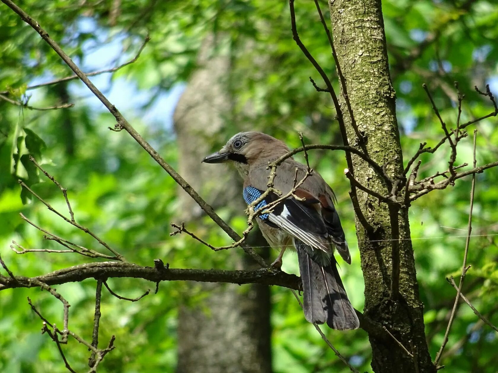 Птицы леса подмосковья фото Фотокаталог птиц: Сойка (Garrulus glandarius)