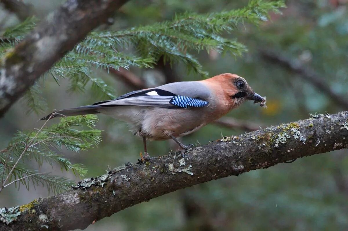 Птицы леса подмосковья фото с названиями Eurasian Jay (Garrulus glandarius). Birds of Siberia.