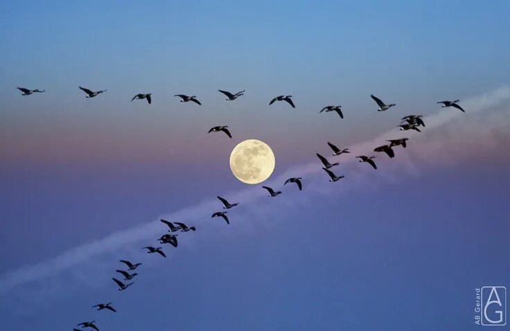 Птицы летят клином фото Canada Geese V formation with the evening moon Landscape tattoo, Good night moon