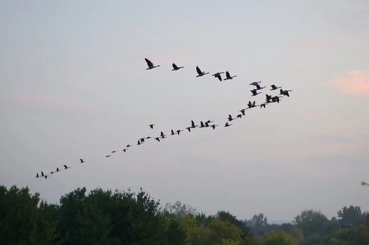 Птицы летят клином фото A sure sign of Spring....Migrating Canada Geese Flying North Bird migration, Can