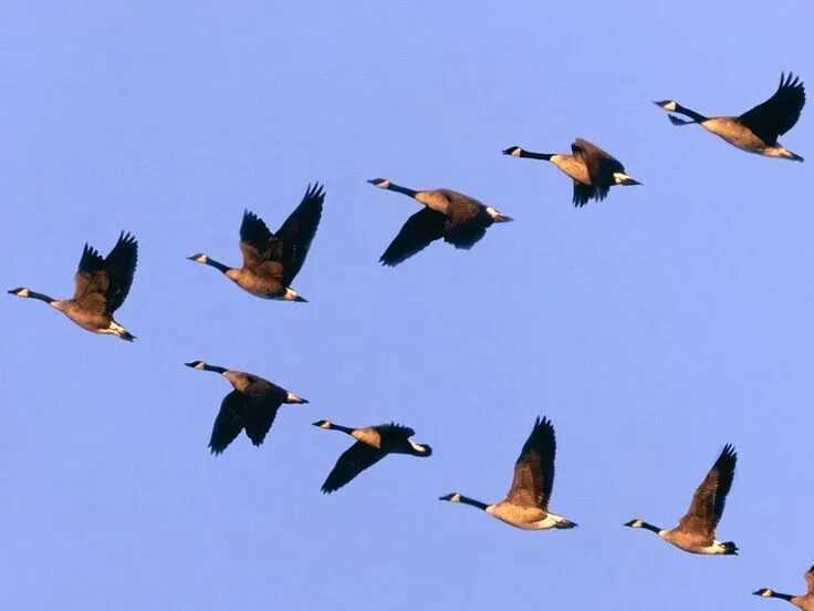 Птицы летят клином фото Képtalálat a következőre: "vadludak vonulása" Beautiful birds, Beautiful bird wa