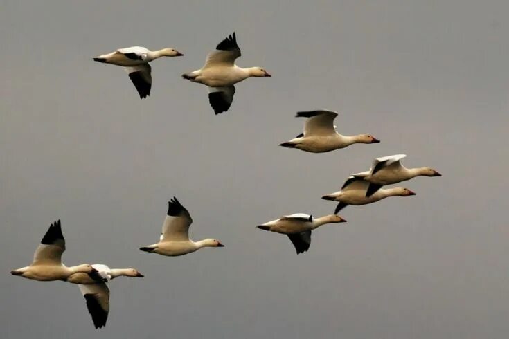 Птицы летят клином фото Did birds still migrate during ice ages? Snow goose, Bird migration, Bird specie