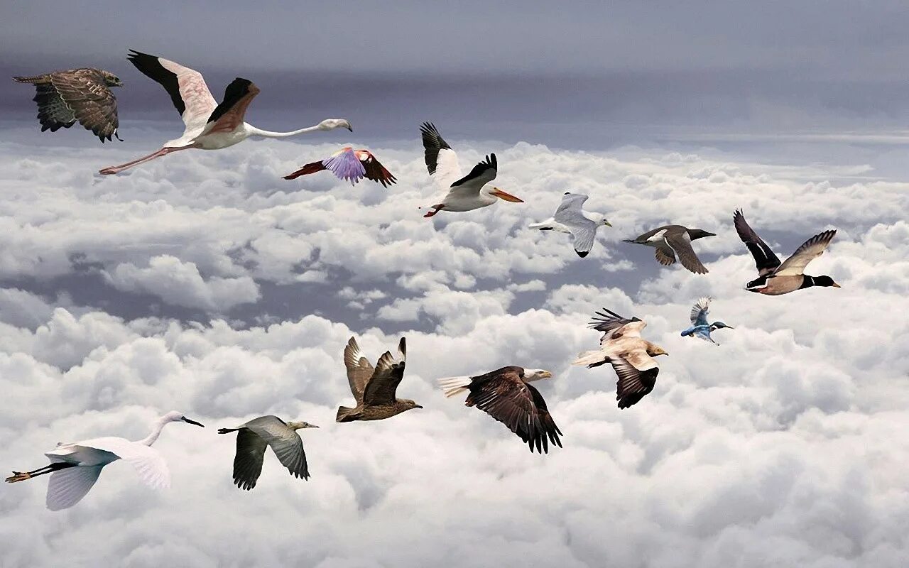 Птицы летят на юг фото Wallpaper : sea, nature, snow, winter, Flight, gull, flock, seabird, wing, verte