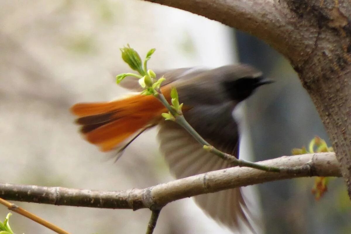 Птицы липецка фото с названиями Eurasian Redstart (Phoenicurus phoenicurus). Birds of Siberia.