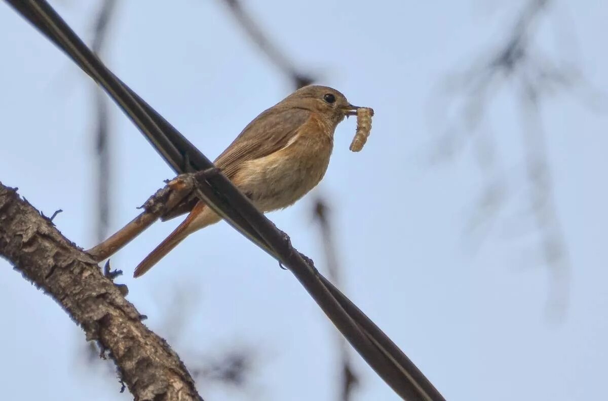 Птицы липецка фото с названиями Eurasian Redstart (Phoenicurus phoenicurus). Birds of Siberia.