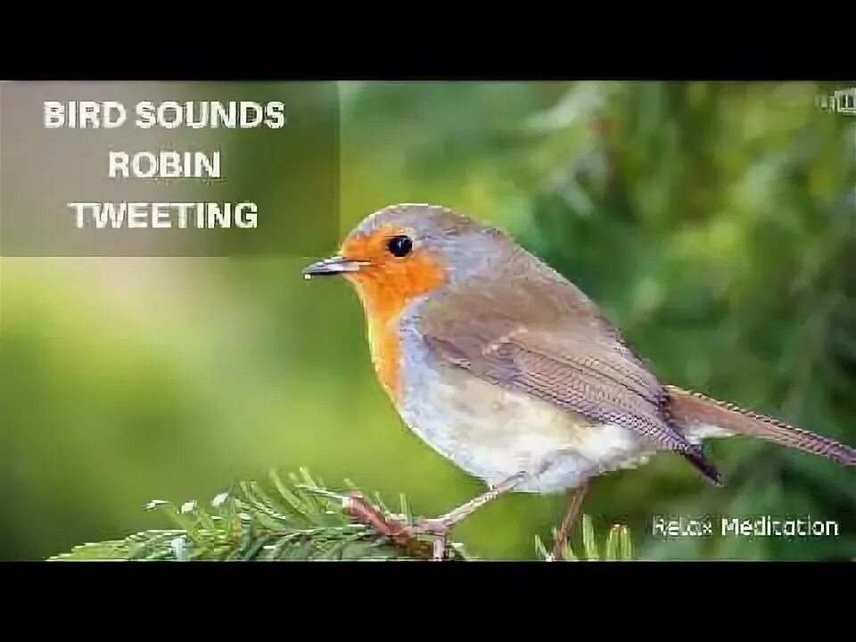 Птицы лосиного острова фото с названиями Robin Sounds Bird Singing - YouTube