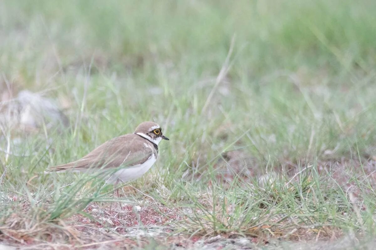 Птицы лосиного острова фото с названиями Little Ringed Plover (Charadrius dubius). Birds of Siberia.