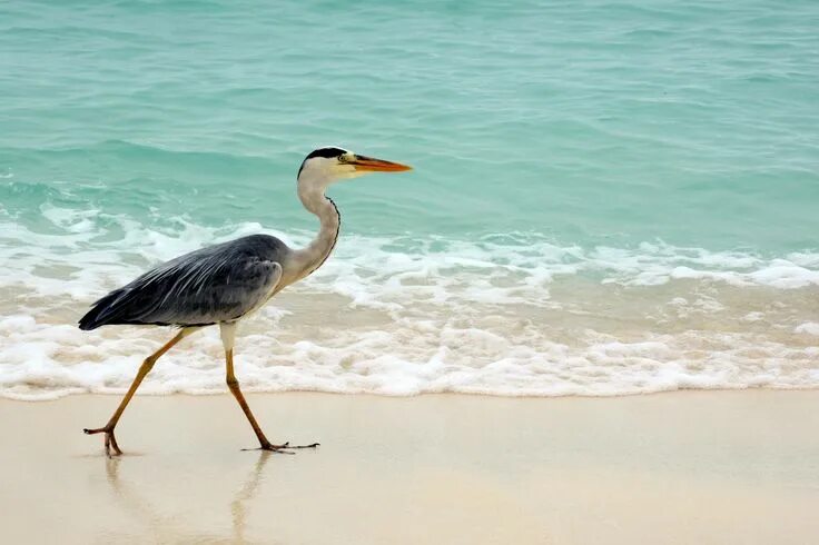 Птицы мальдив фото Остров Velassaru. Animals, Bird