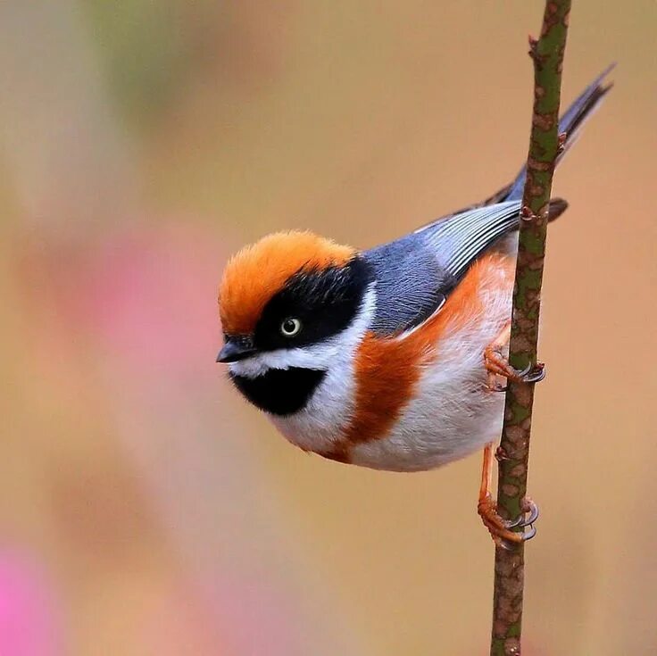 Птицы маленькие фото This Bird Is Called The Black-Throated Bushtit And Yes, You Read That Right (22 