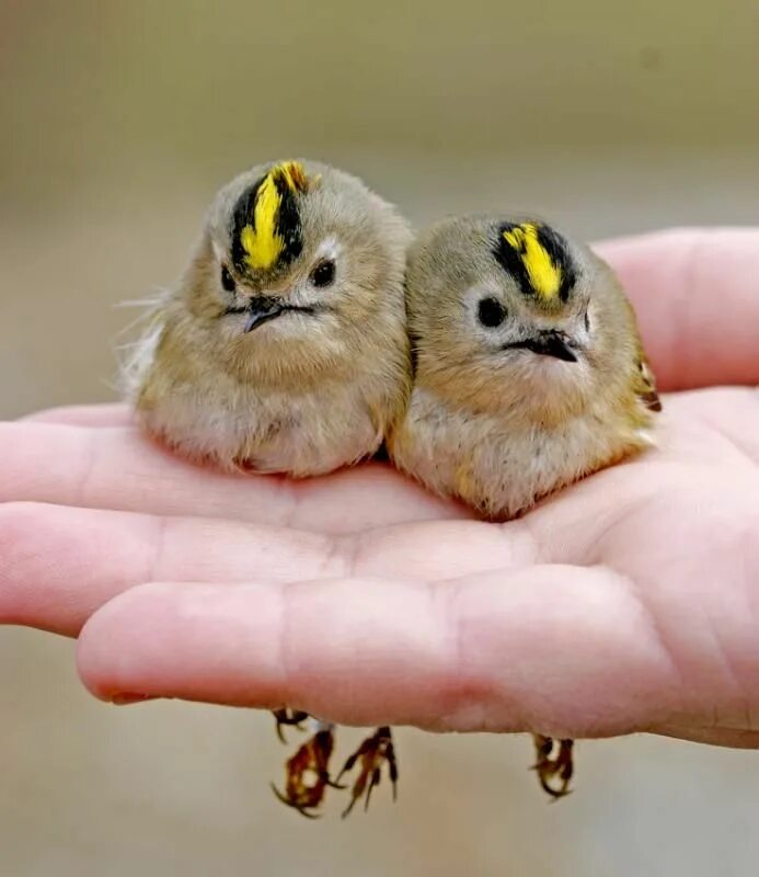 Птицы маленькие фото Regulus regulus from http://en.wikipedia.org/wiki/Goldcrest Uccelli da compagnia