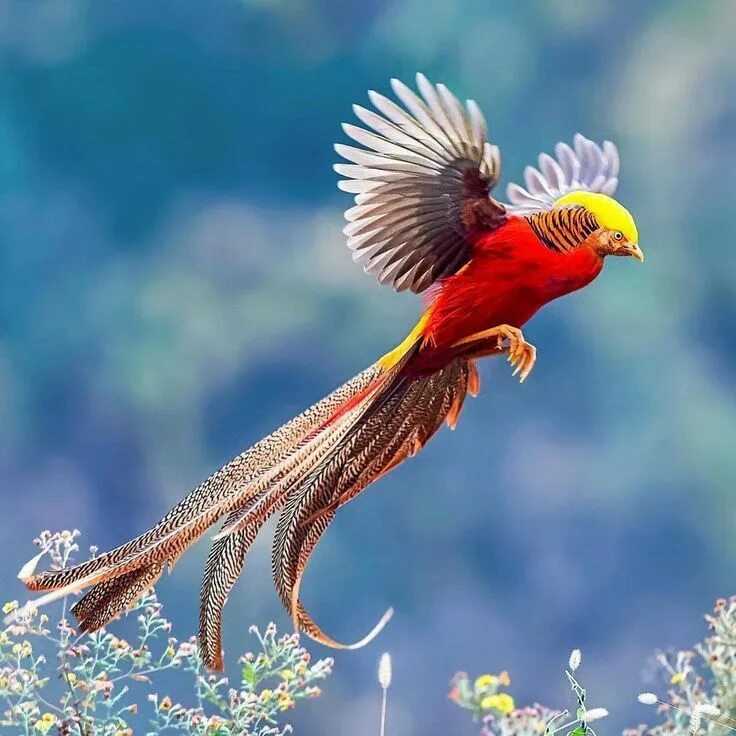 Птицы мира фото Photo by @imkhalidsharif I A Golden Pheasant taking flight. #payourplanet... Bea