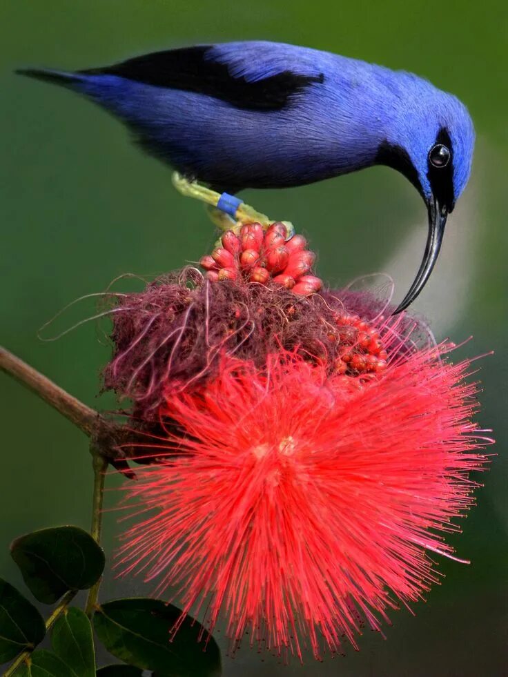 Птицы мира фото In flight meal Rare birds, Birds, Beautiful birds