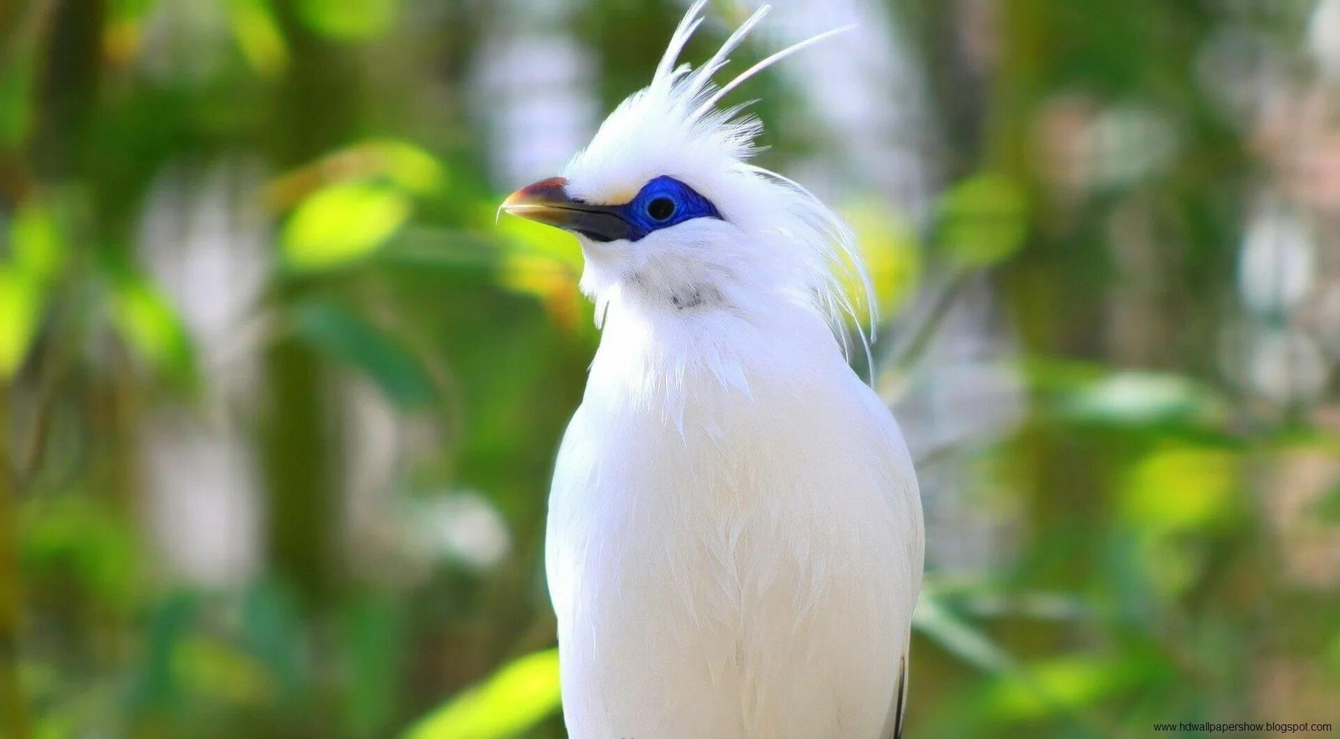 Птицы мира фото Beautiful White Bird With Blue Eyes Beautiful bird wallpaper, Most beautiful bir