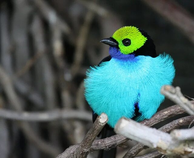 Птицы мира фото и названия Paradise Tanager Most beautiful birds, Beautiful birds, Animals beautiful