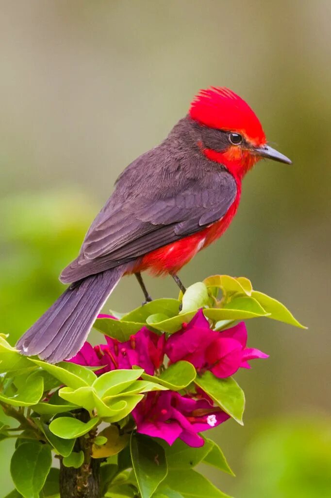 Птицы мира фото и названия Pyrocephalus rubinus Pretty birds, Beautiful birds, Birds