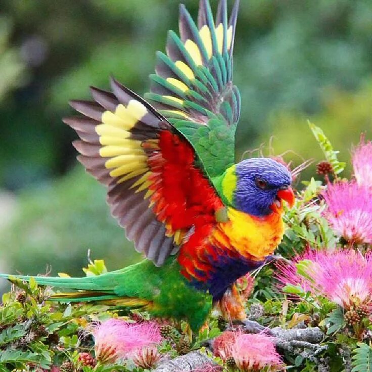 Птицы мира фото и названия самые красивые I ❤ birds . . Rainbow Lorikeet, Australia Beautiful birds, Nature birds, Birds