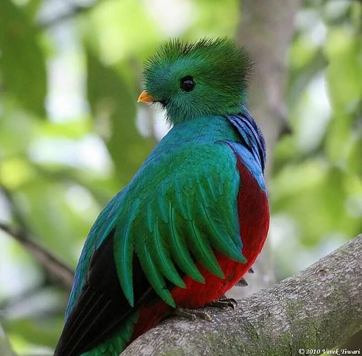 Птицы мира фото и названия самые красивые Have You Ever Seen Birds More Stunning than These? El quetzal, Aves de compañía,