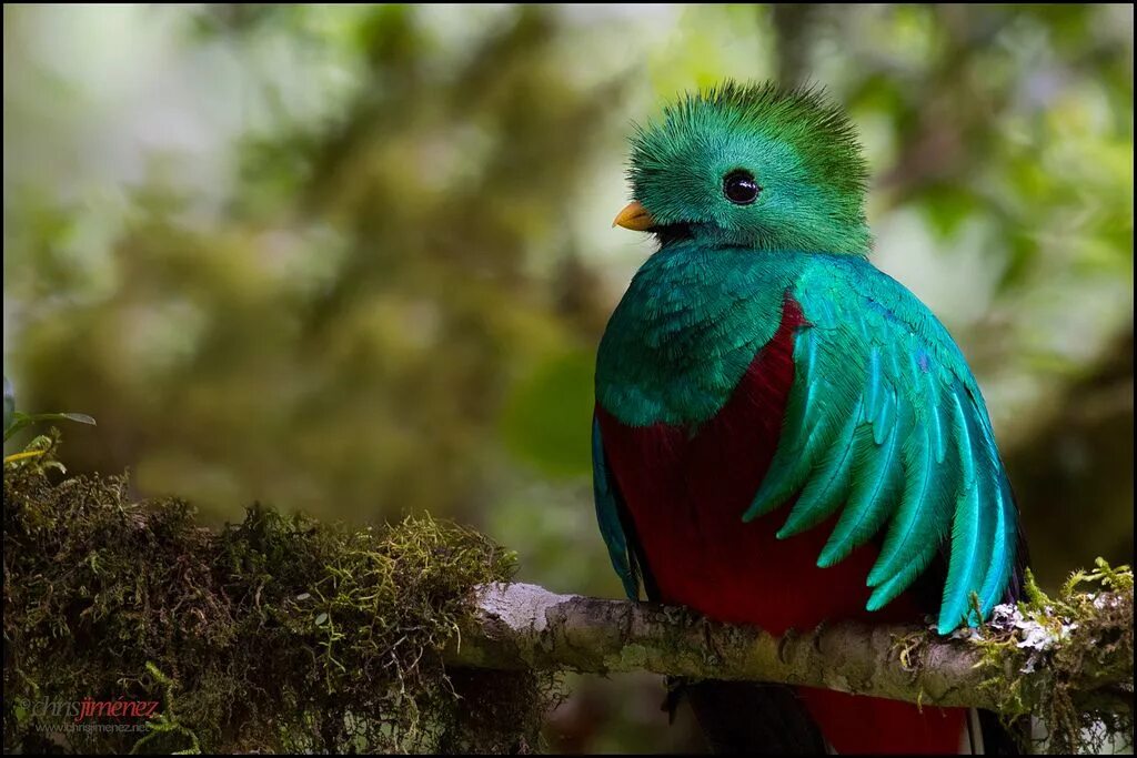 Птицы мира фото и названия самые красивые Resplendent Quetzal Quetzal, Beautiful birds, Bird